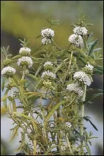 Preslia cervina Alba