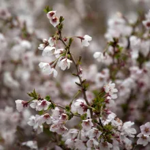 Prunus incisa 'Kojou-No-Mai'