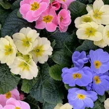 Primula