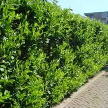 Prunus laur. 'Rotundifolia'