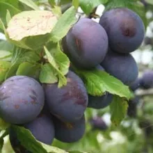 Pruim 'OPAL'