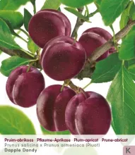 Pruim-abrikoos 'PLUOT DAPPLE DANDY'