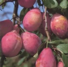 Pruim 'QUEEN VICTORIA'