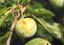 Pruim 'REINE-CLAUDE VERTE'