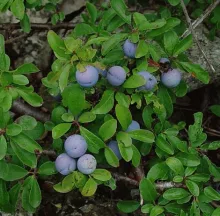 Prunus spinosa