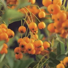 Pyracantha 'Soleil d'Or'