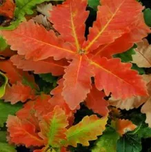 Quercus dent. 'Carl Ferris Miller'