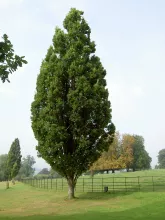 Quercus robur 'Fastigiata'
