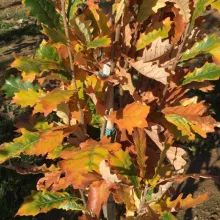 Quercus 'Wind Candle'