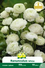 Ranunculus Wit 