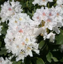 Rhododendron 'Cunningham's White'