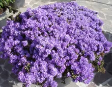 Dwergrhodo 'Impeditum'