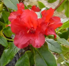 Dwergrhodo (R) 'Baden-Baden'