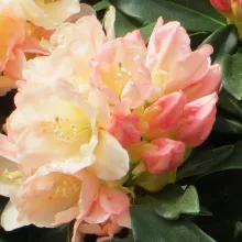 Rhododendron (Y) 'Golden Torch'