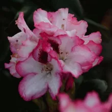 Rhododendron 'Hachmann's Charmant'®