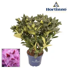 Rhododendron Hortinno® XXL 'Lila Flame'