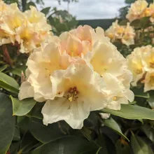 Rhododendron 'Horizon Monarch'