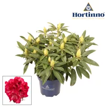 Rhododendron Hortinno® XXL 'Red Dragon'