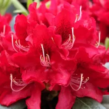 Rhododendron 'Karl Naue'