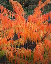 Rhus typhina 'Tiger Eyes'®