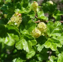 Ribes alpinum