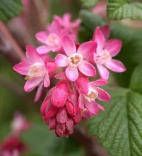Ribes sanguineum