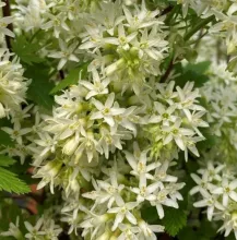 Ribes sang. 'Oregon Snowflake'