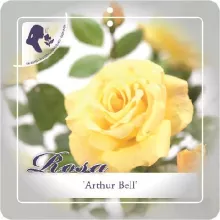 'Arthur Bell' Trosroos