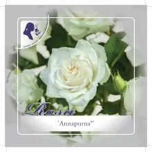 'Annapurna'® Trosroos Grootbloemig