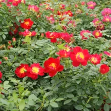 'Bijenweelde'® licht-rood