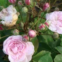 'Blush Noisette' Heesterroos