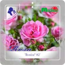 'Bonica'® Rozelaar