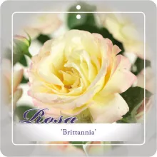 'Britannia'® Trosroos Grootbloemig