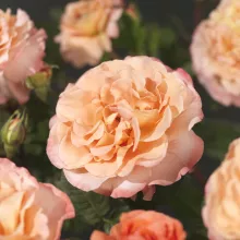 'Caerphilly Castle'® Trosroos Grootbloemig