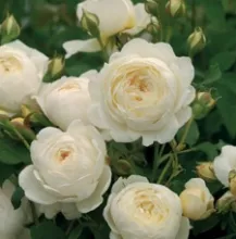 'Claire Austin'® Engelse trosroos