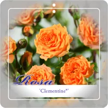 'Clementine'® Trosroos