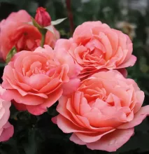 'Coral Lions Rose'® Trosroos