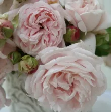 'Constanze Mozart'® Rozelaar