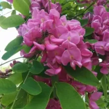 Robinia 'Casque Rouge' (=Pink Cascade)
