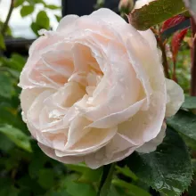 'Desdemona'(TM) Engelse roos Grootbloemig