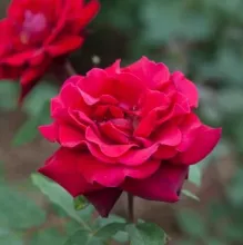 'Deep Secret'® Rozelaar Grootbloemig