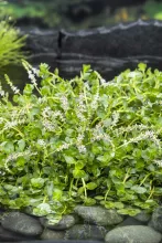 Rotala rotundifolia 'Green'