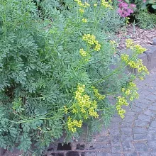 WIJNRUIT Ruta graveolens