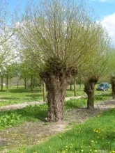 Salix alba 'Liempde'