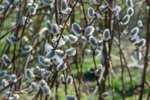 Salix caprea