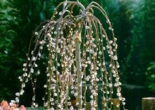 Salix caprea 'Kilmarnock'