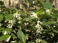 Sarcococca confusa
