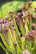 Sarracenia Farnhamii