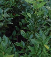 Sarcococca hook. 'Humilis'