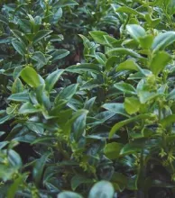 Sarcococca hookeriana